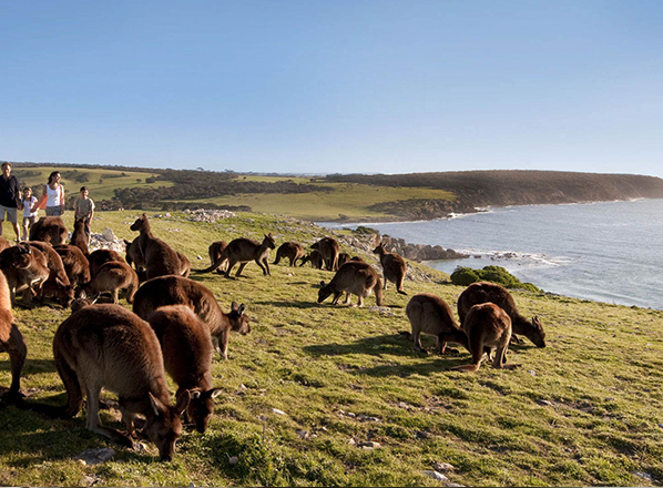 Kangaroo-Island